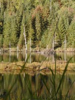 canada - qu�bec - Un lac perdu au milieu des bois visiblement occup&eacute;s par une famille de castors.