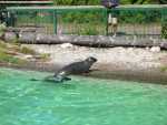 canada - qu�bec - Zoo St Felicien