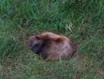 canada - qu�bec - Zoo St Felicien