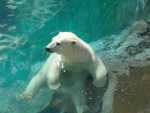 canada - qu�bec - Zoo St Felicien