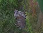 canada - qu�bec - Zoo St Felicien