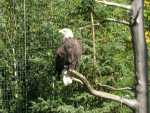 canada - qu�bec - Zoo St Felicien
