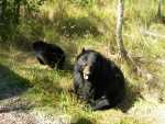 canada - qu�bec - Zoo St Felicien