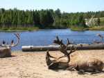 canada - qu�bec - Zoo St Felicien
