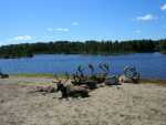 canada - qu�bec - Zoo St Felicien