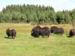 canada - qu�bec - Zoo St Felicien