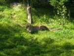 canada - qu�bec - Zoo St Felicien