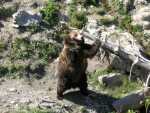 canada - qu�bec - Zoo St Felicien
