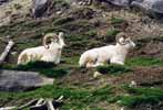 canada - qu�bec - Roberval : des mouflons