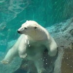 Zoo de St Félicien pour toute la famille