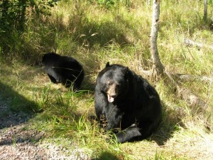 Ours noir zoo sauvage de saint  Félicien