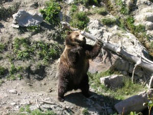 Un ours noir Québec