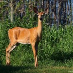 Cerf de Virginie - Photo crédit: Eric Bégin/Foter/CC BY-NC-ND