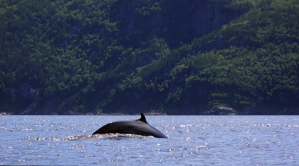 Une baleine dans le foyrd du Saguenay